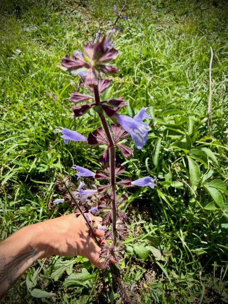 Lyreleaf Sage (Salvia lyrata)