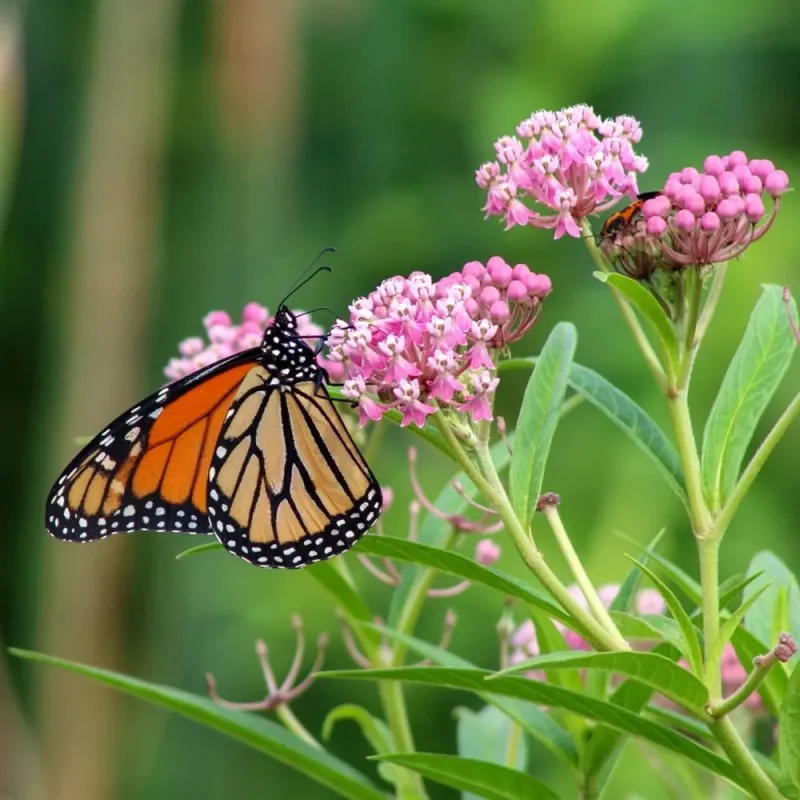 Florida Plants That Bring Butterflies and Bees Into Your Garden Naturally 2 Milkweed