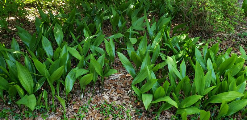 Florida Plants That Do Well in the Shade Without Much Attention 2 Cast Iron Plant