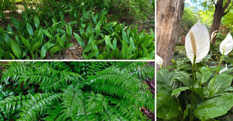 Florida Plants That Do Well in the Shade Without Much Attention