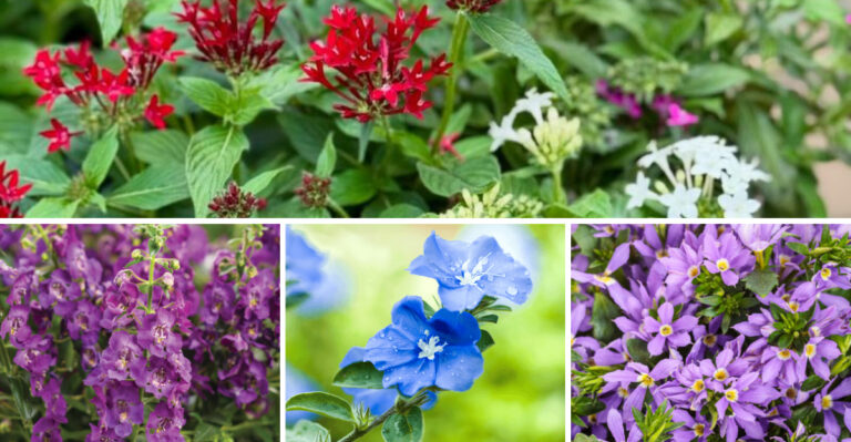 Florida Plants That Look Delicate but Survive Brutal Summer Heat