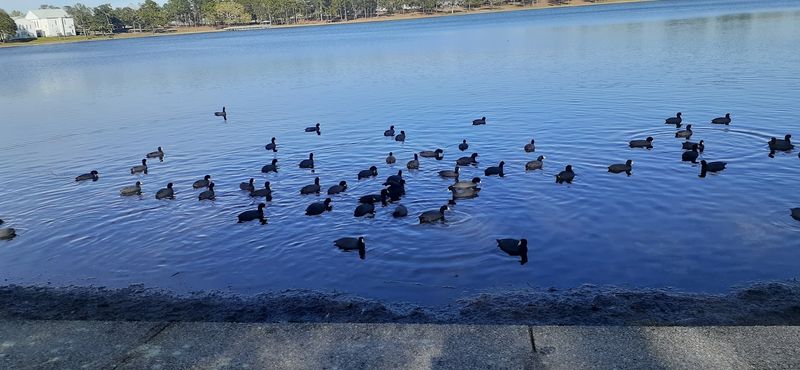 Florida's Blackwater River State Forest Nearby