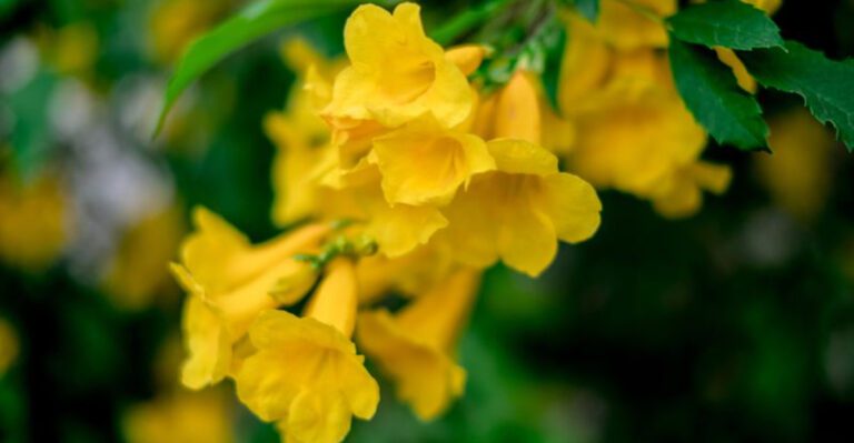 Flowering Plants That Bring Color to Arizona Desert Gardens