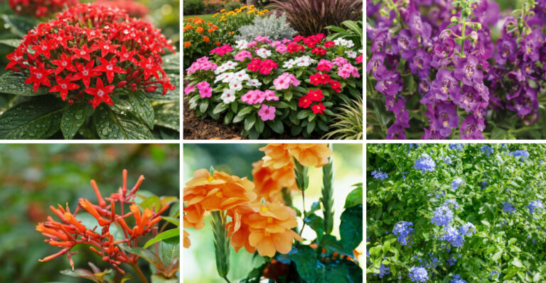 Flowering Plants That Stand Up to Florida Humidity Better Than Expected