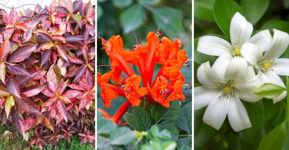 Flowering Shrubs That Actually Thrive in Floridas Humid Climate