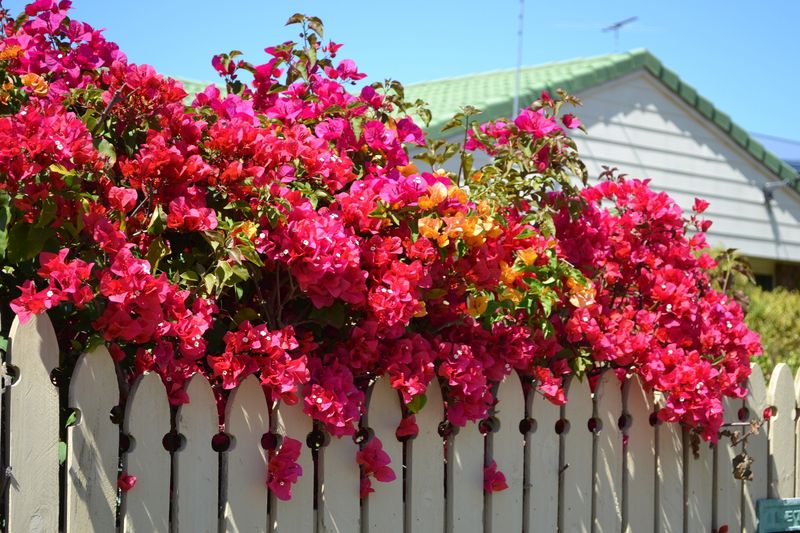 Flowering Vines That Climb Beautifully in Florida Heat 2 Bougainvillea