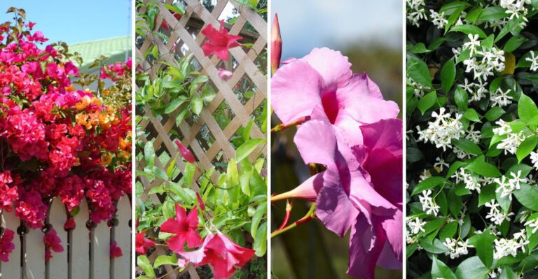 Flowering Vines That Climb Beautifully in Florida Heat