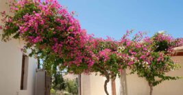 Flowering Vines That Thrive in Florida Heat and Humidity