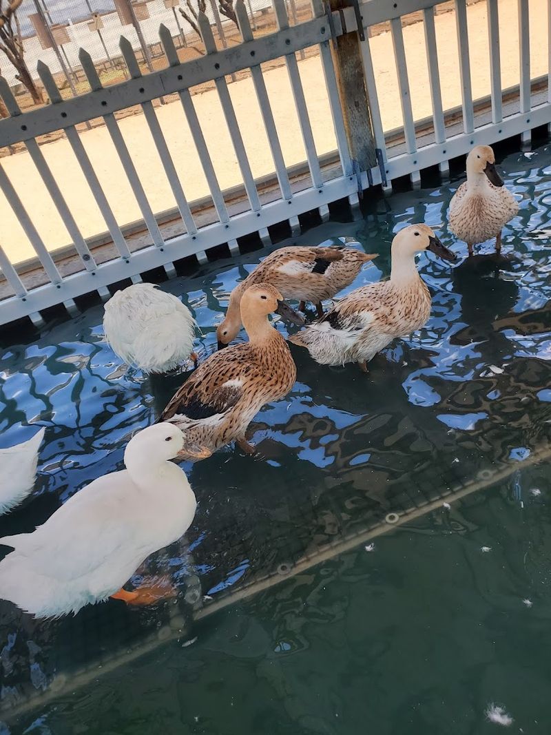 Ducks and Chickens Adding Farm Charm