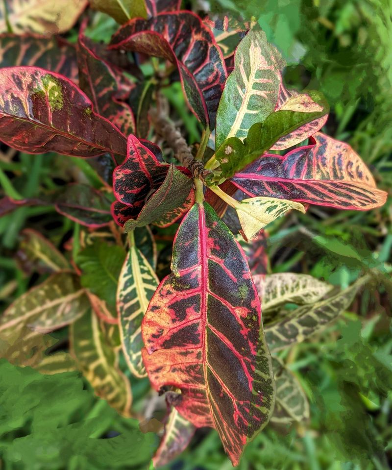 Foliage Plants That Bring Bold Color to Florida Gardens Year-Round 2 Croton