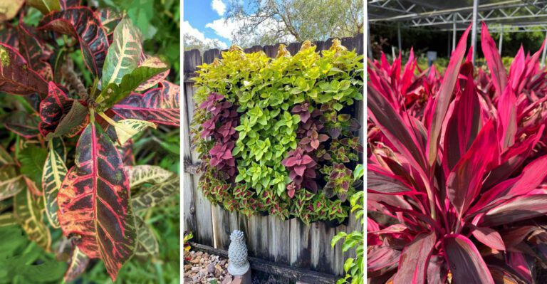 Foliage Plants That Bring Bold Color to Florida Gardens Year-Round