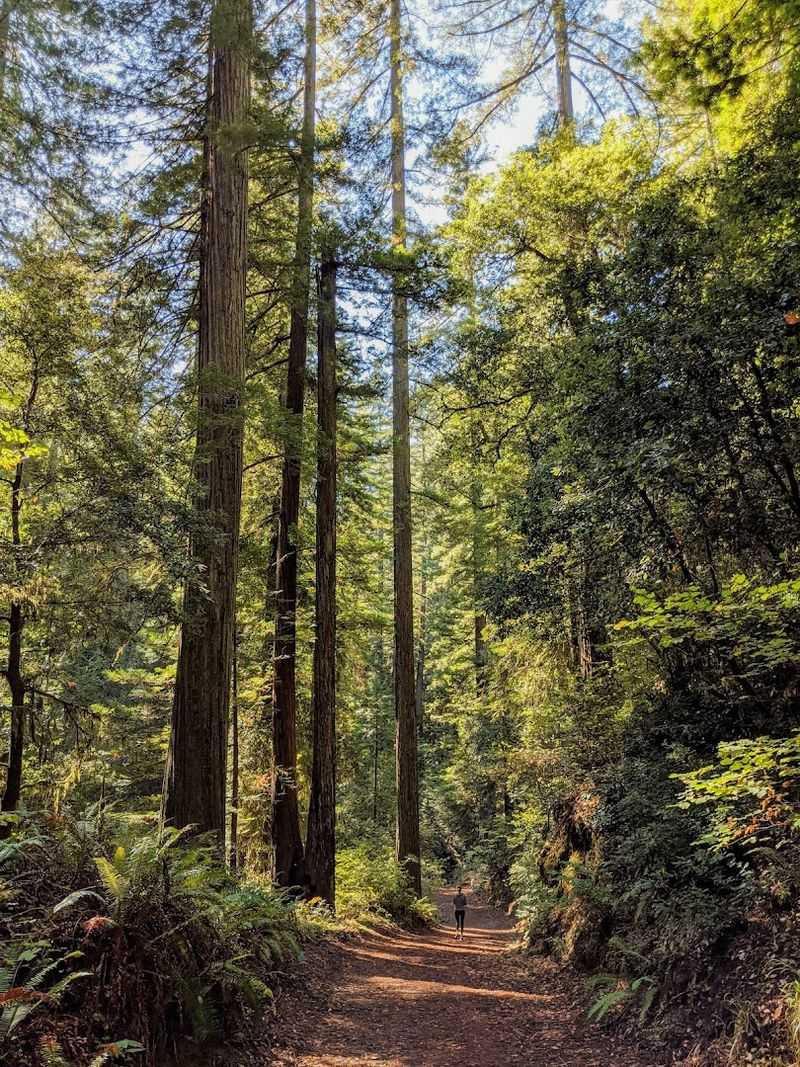 Rockefeller Forest: A Grove Worth Slowing Down For