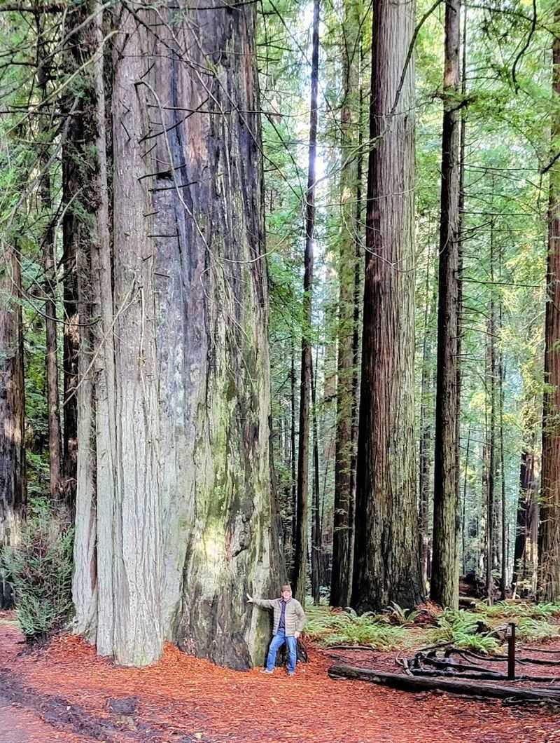 This 31-mile California drive feels like stepping into another world 4 The Immortal Tree and Its Remarkable Story