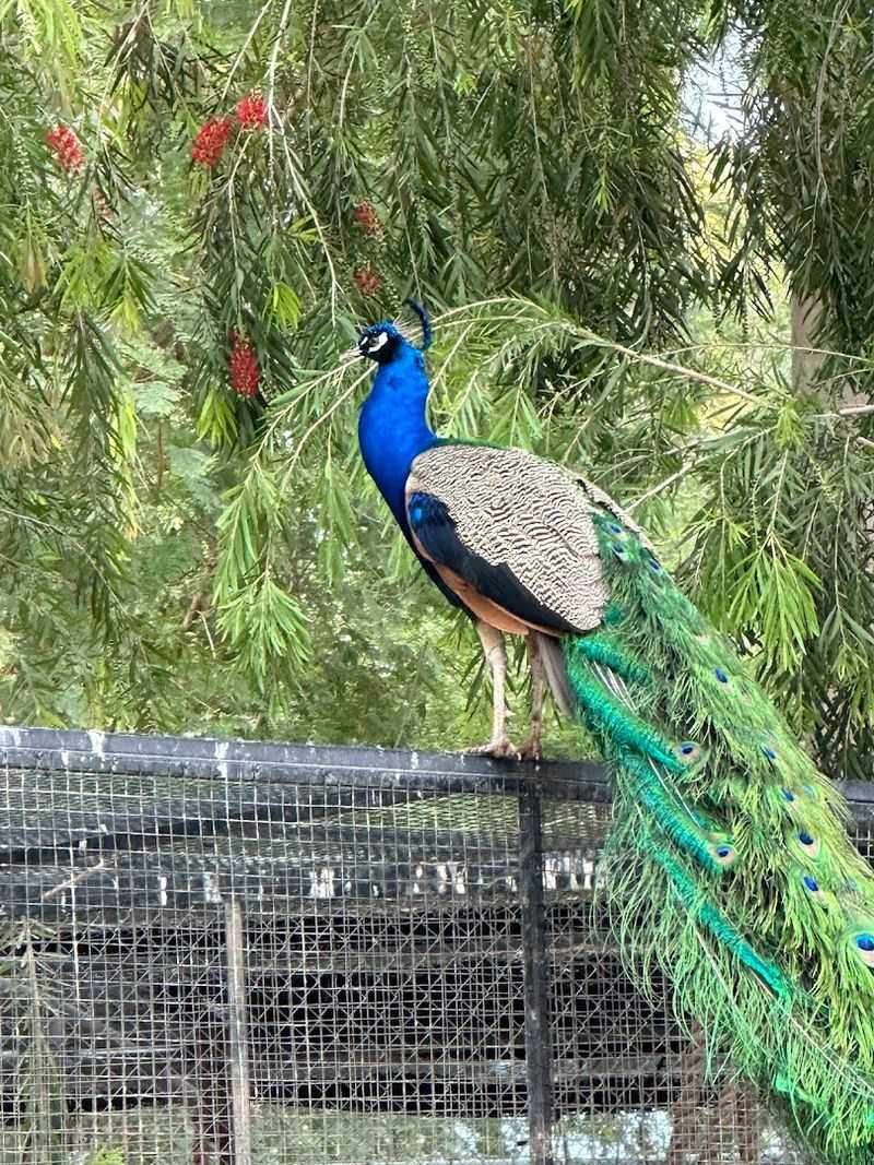 Free-Roaming Peacocks Throughout the Park