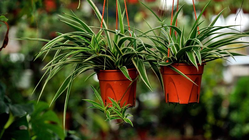 Spider Plant