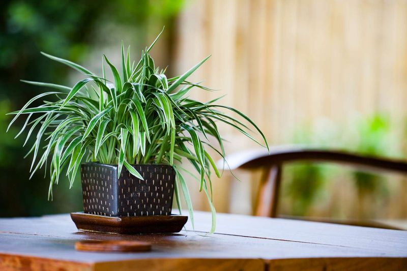 Florida Plants That Do Well in the Shade Without Much Attention 9 Spider Plant