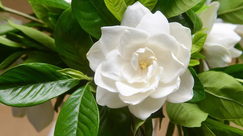 Fragrant Plants That Bring Both Color and Scent to Florida Gardens 2 Gardenia