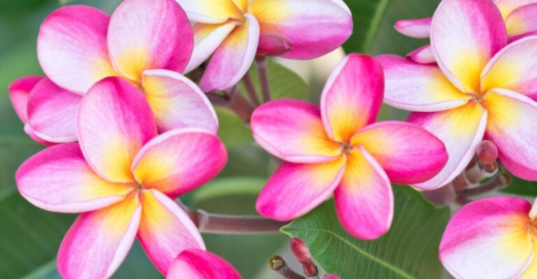 Fragrant Plants That Bring Both Color and Scent to Florida Gardens
