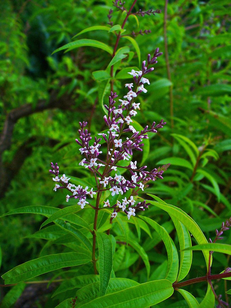 Fragrant Plants That Bring Both Color and Scent to Florida Gardens 22 Lemon Verbena