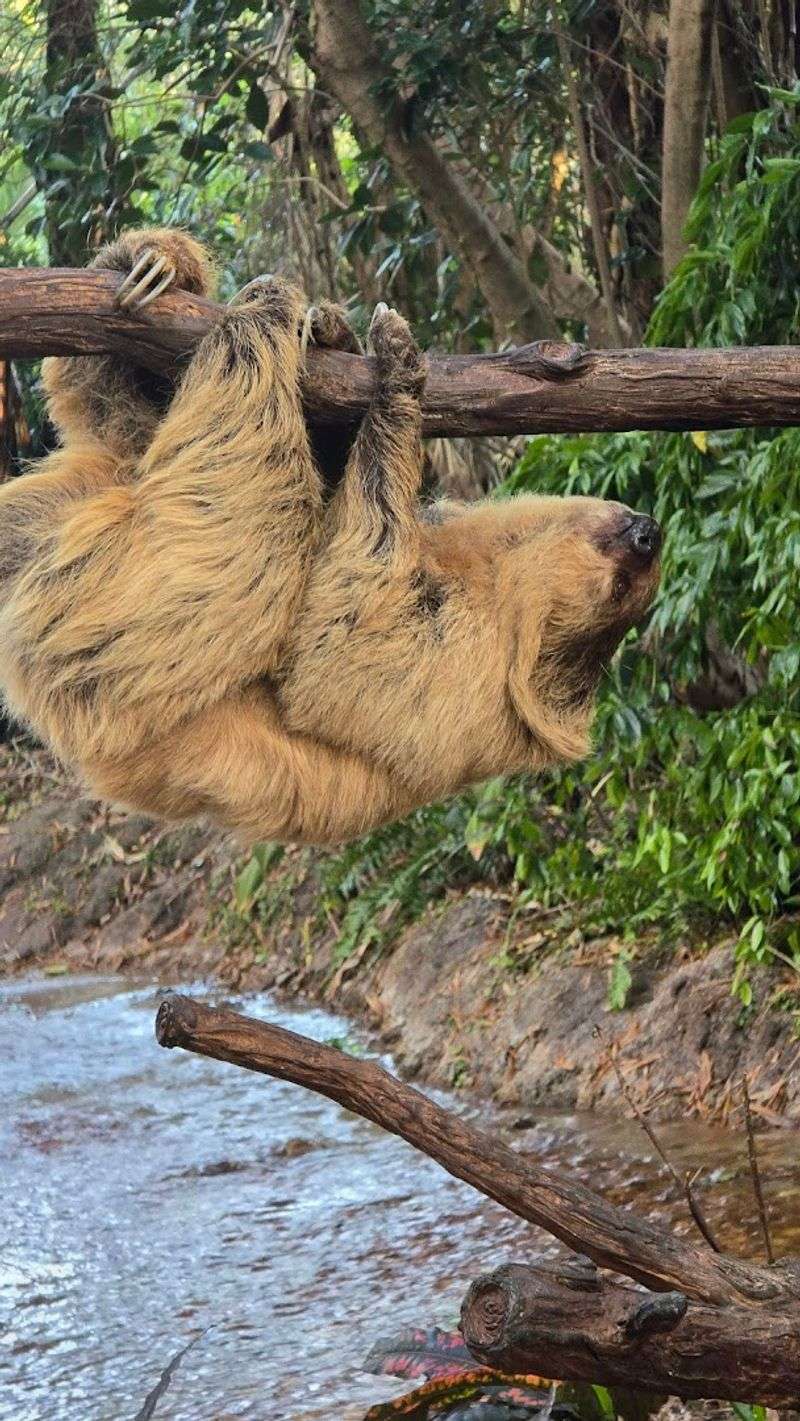 Animal Encounters and Educational Presentations