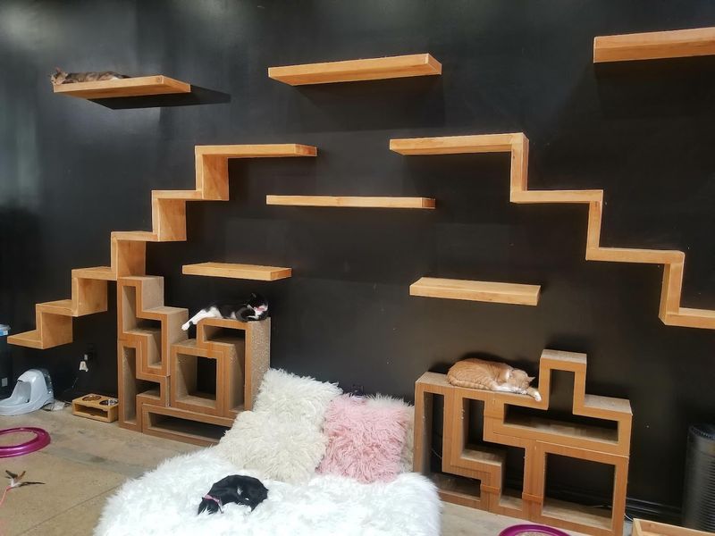 What Makes Crumbs & Whiskers Stand Out Among Cat Cafes