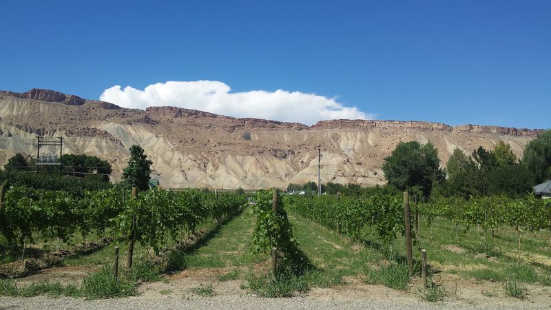 Orchards That Shape the Town's Rhythm