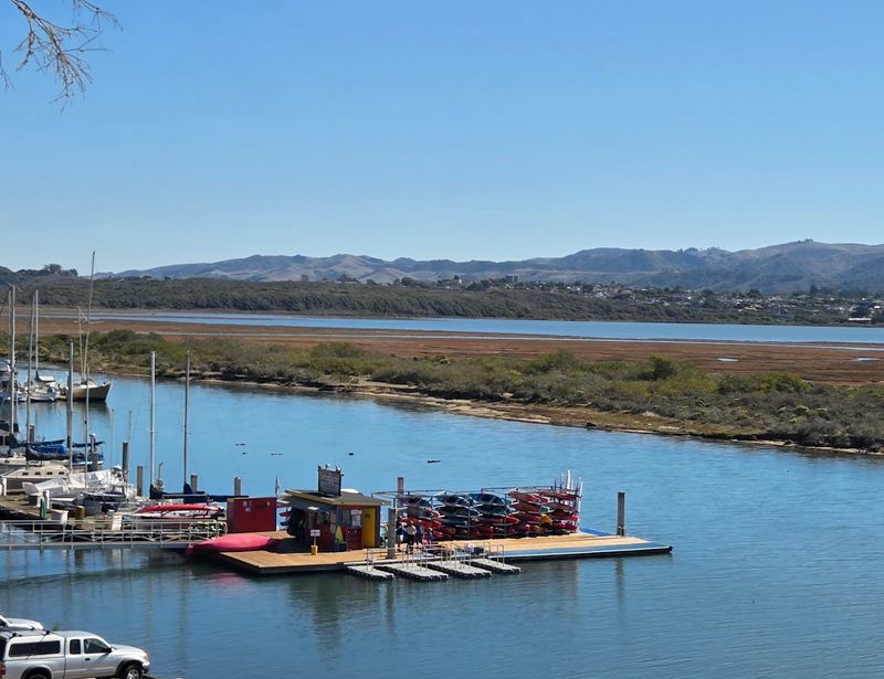 Kayaking the Estuary: Paddling Through a Living Ecosystem