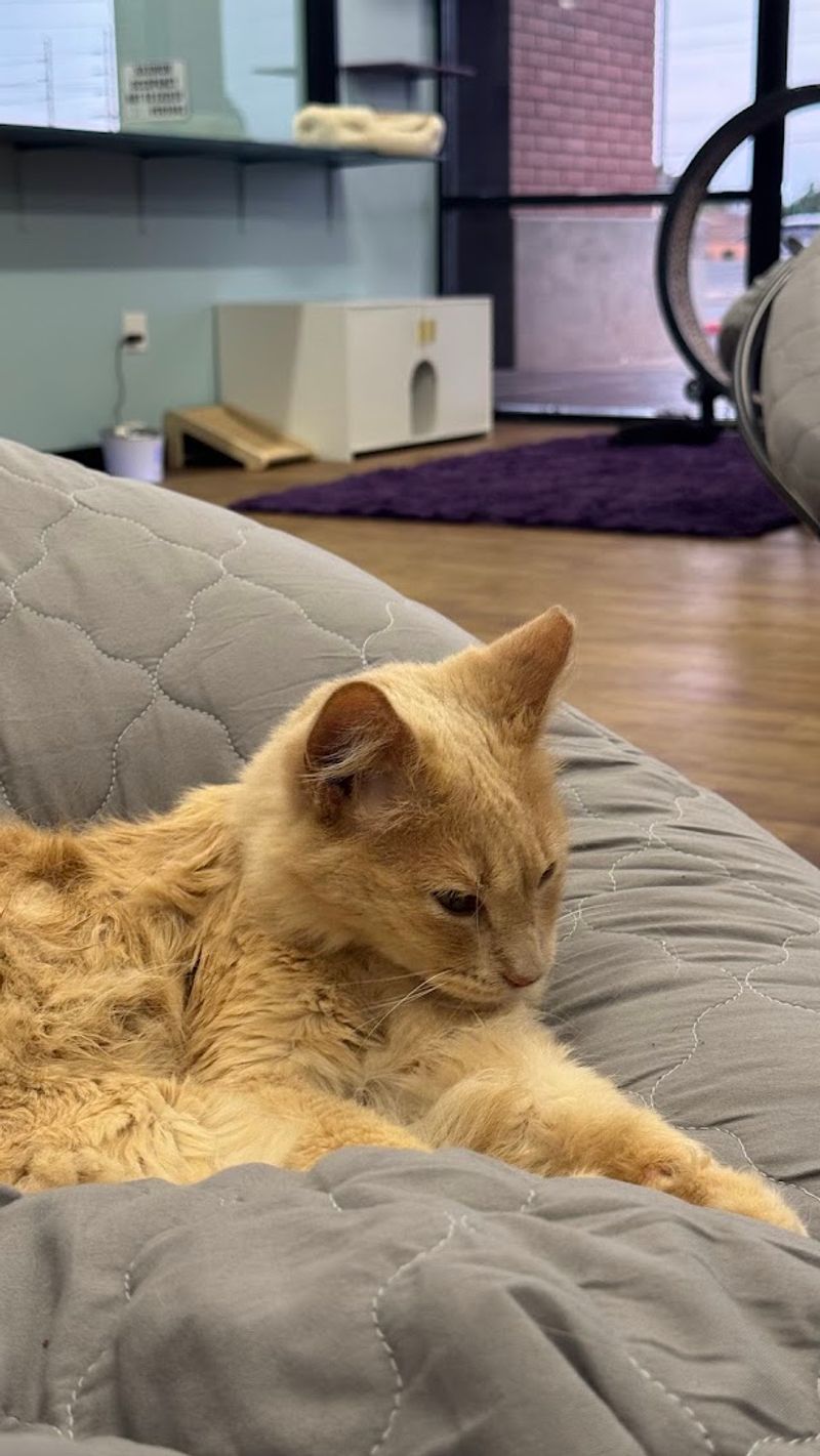 Happy, Well-Cared-For Cats