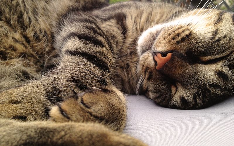 Each Cat Has a Bio You Can Read