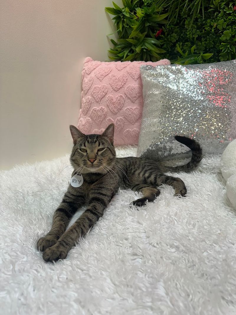 All Cats Are Available for Adoption