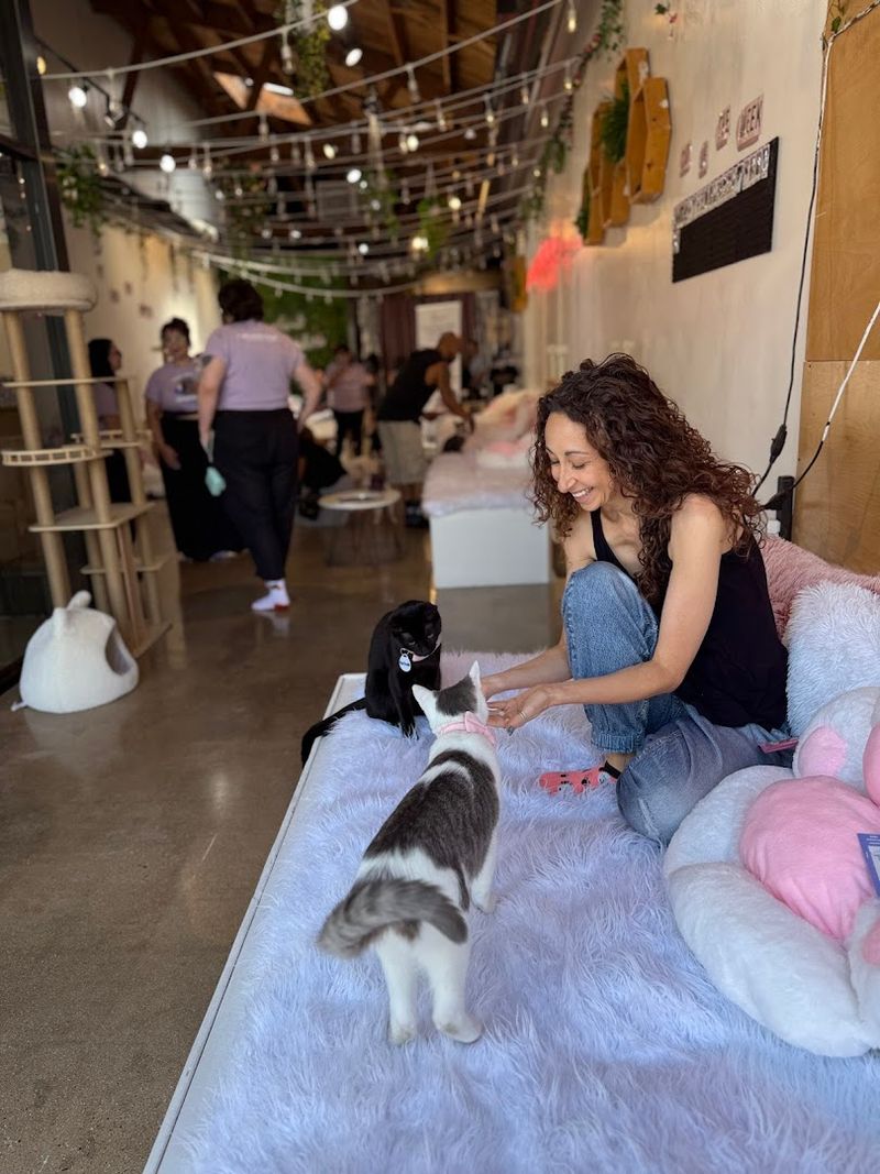 All Cats Are Up for Adoption