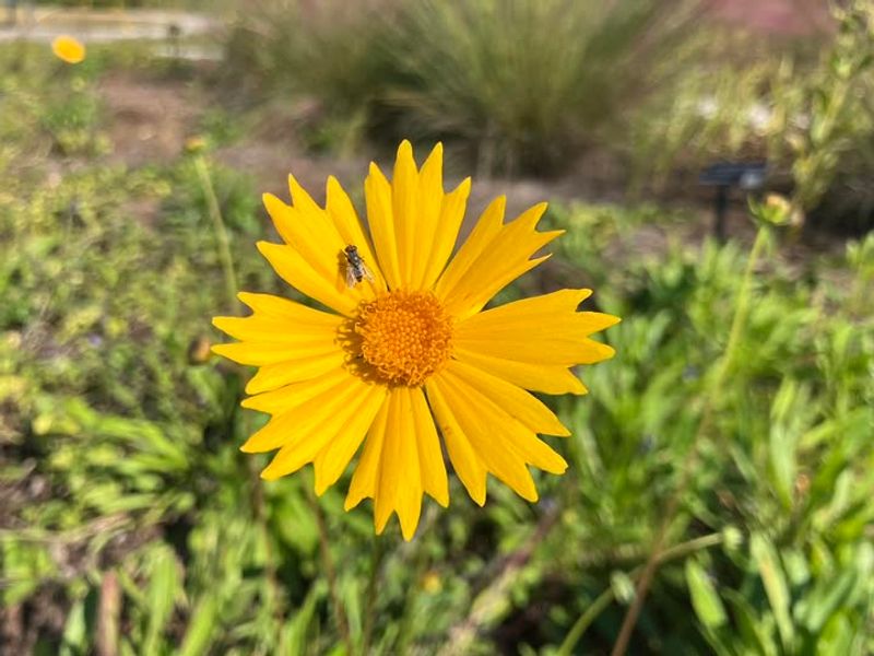 Plants That Grow Well in Florida’s Sandy Soil Without Extra Effort 3 Coreopsis