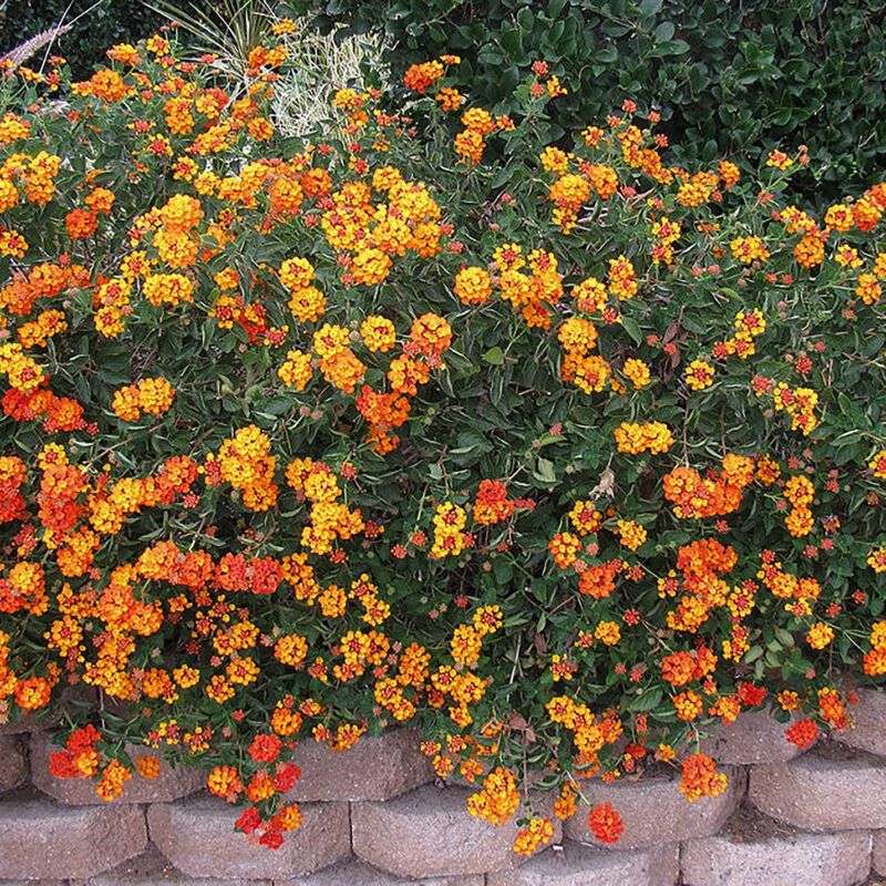 Lantana