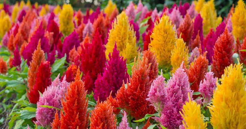 Celosia (Cockscomb)