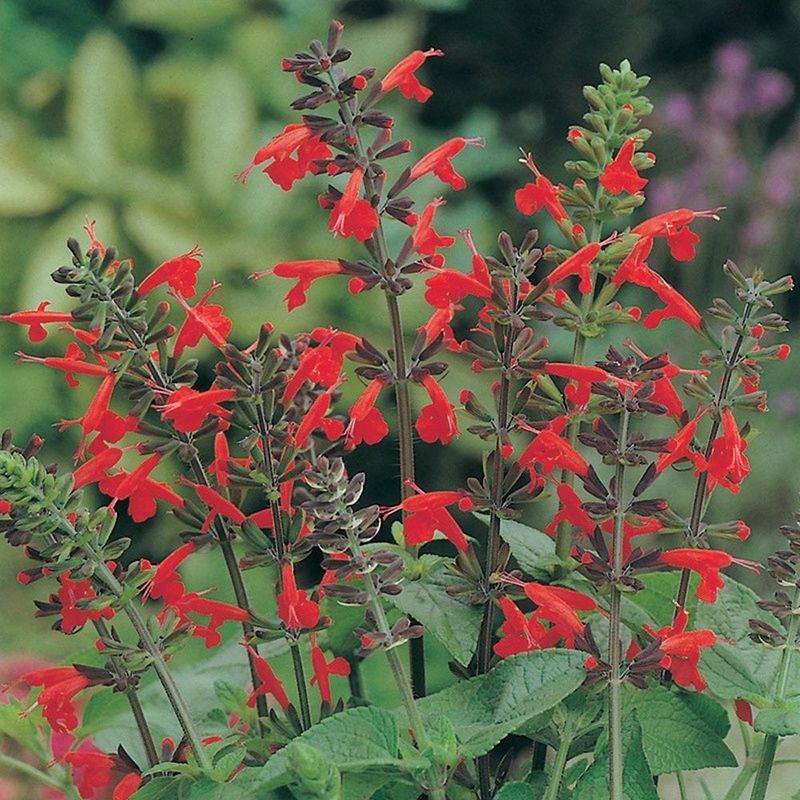 Tropical Sage (Salvia coccinea)