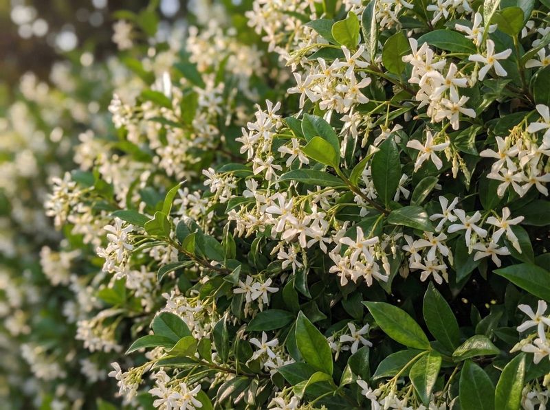Fragrant Plants That Bring Both Color and Scent to Florida Gardens 3 Confederate Jasmine