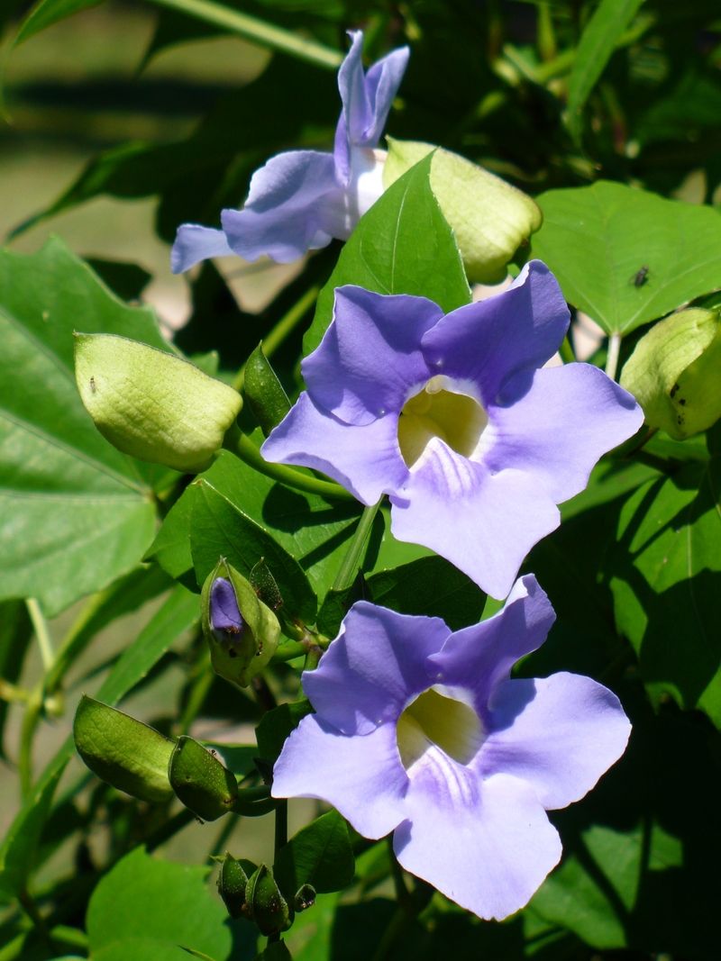 Flowering Vines That Climb Beautifully in Florida Heat 11 Blue Skyflower