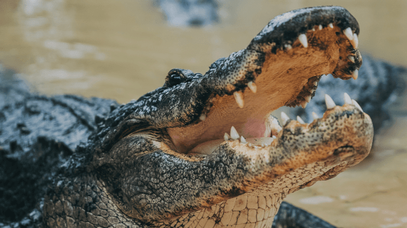 Wild Florida Adventure Park - Kenansville, Florida