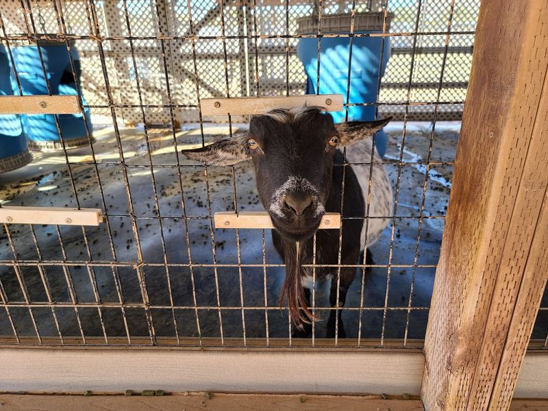 The Famous Kissing Goats