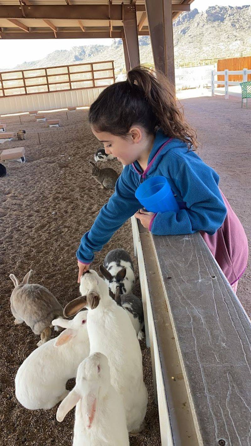 Fluffy Bunnies at the Rabbit Station