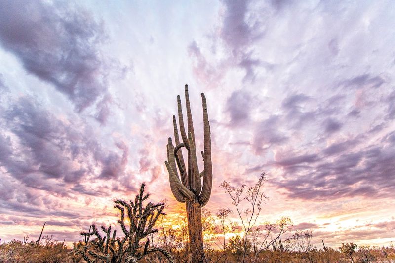 Stunning Desert Sunsets