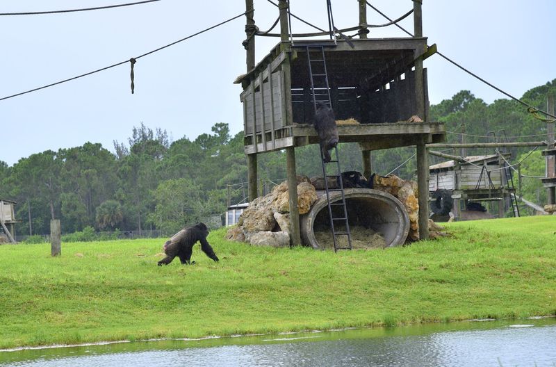 Chimpanzees and Primates on Their Own Islands