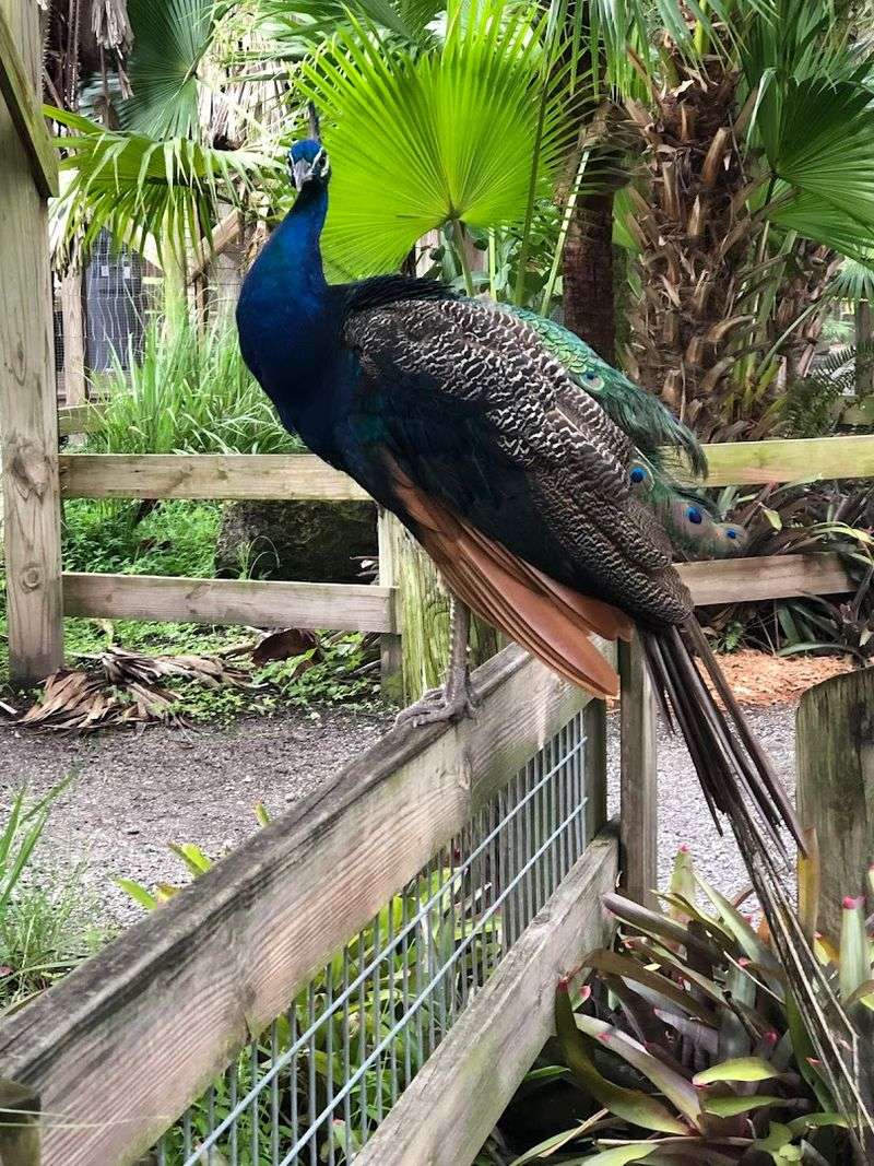 The Walk-Through Zoo