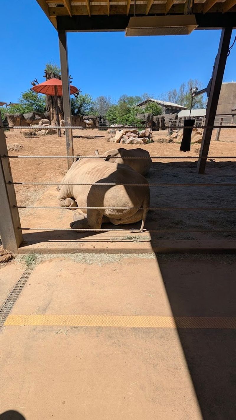 Tortoise Feeding That Surprises Every Single Visitor