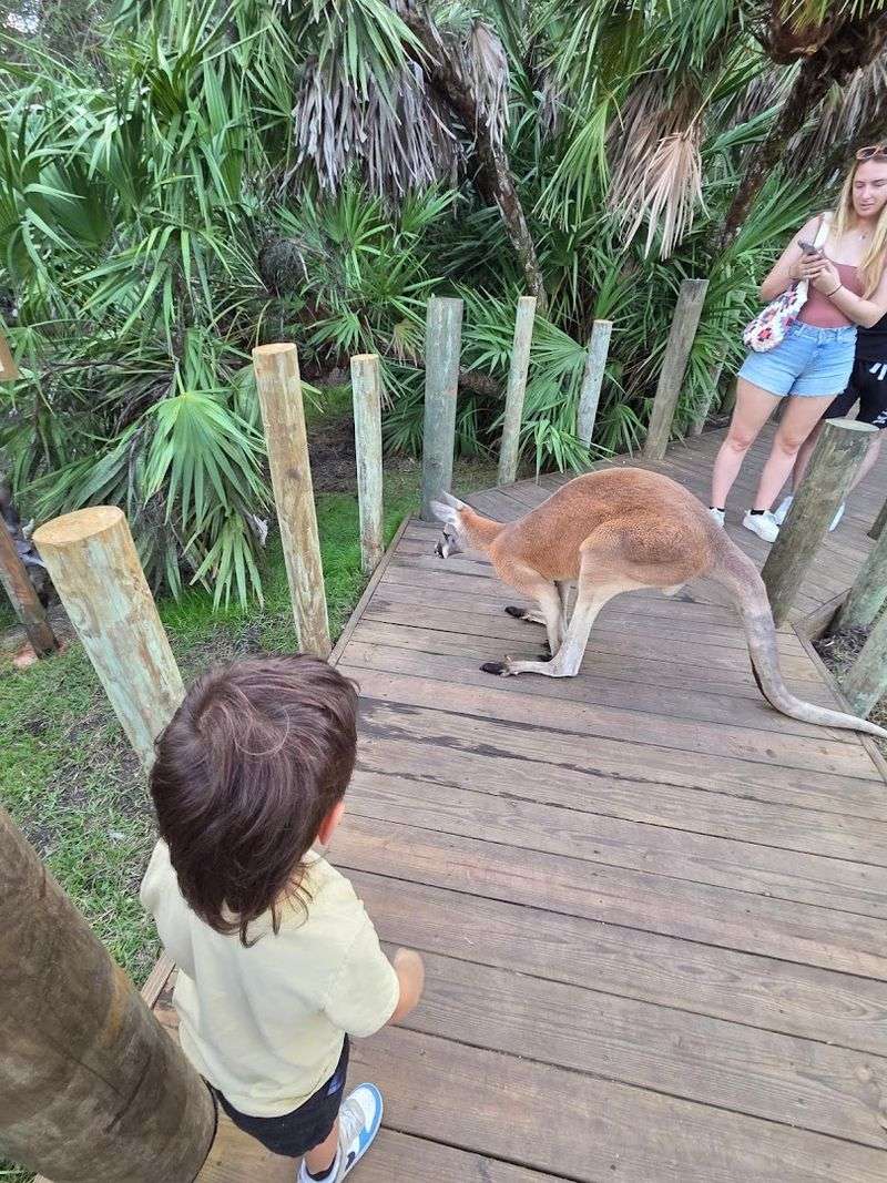 Walk-Through Kangaroo Encounter