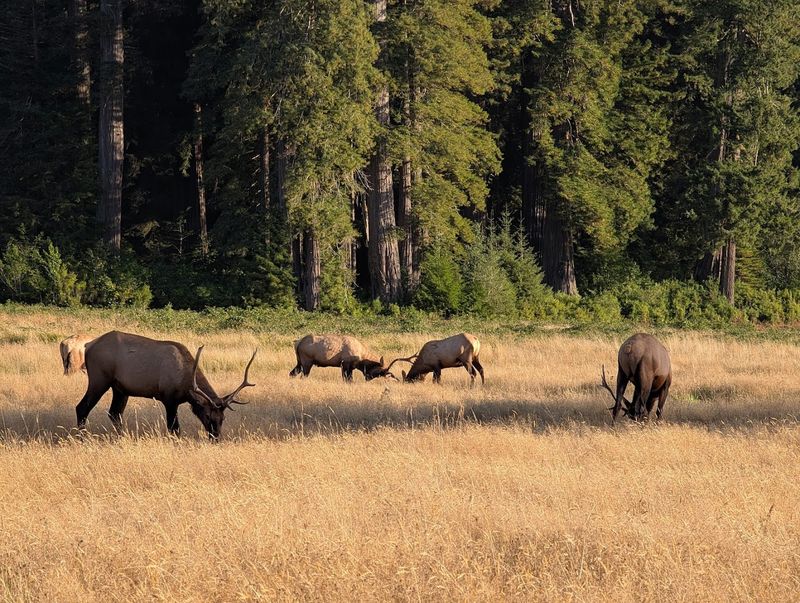 Elk Prairie Campground: Sleeping Under the Stars and the Redwoods