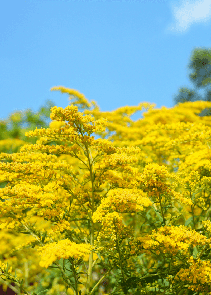 Goldenrod