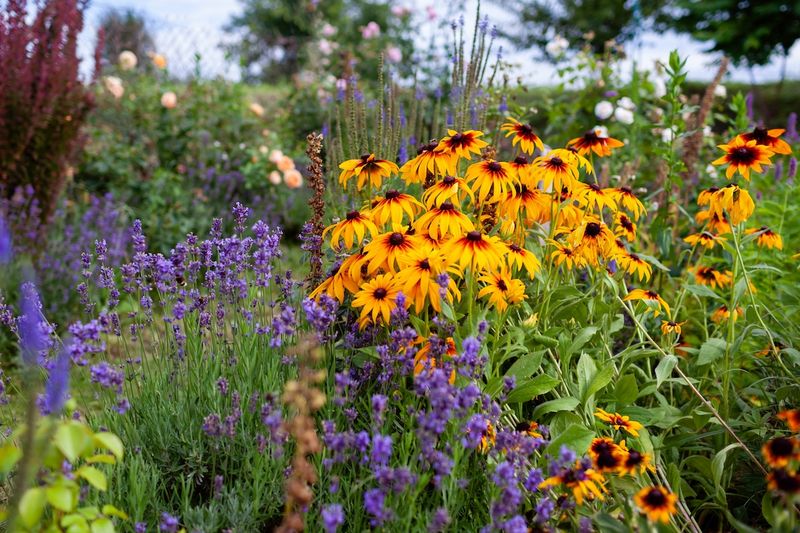 Florida Plants That Bring Butterflies and Bees Into Your Garden Naturally 12 Black-Eyed Susan