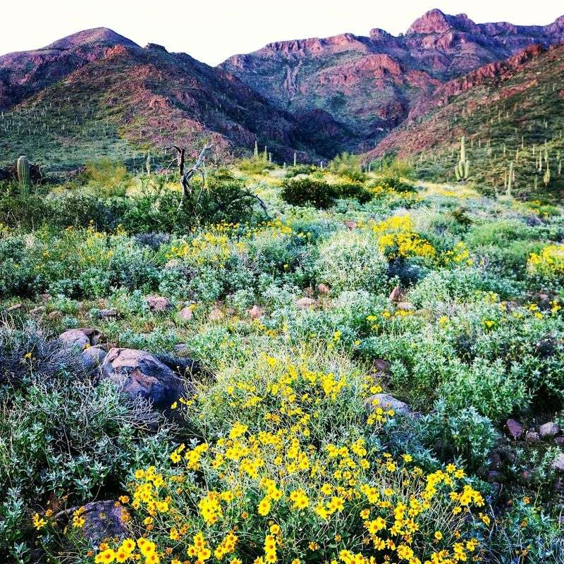 Spring Wildflower Blooms