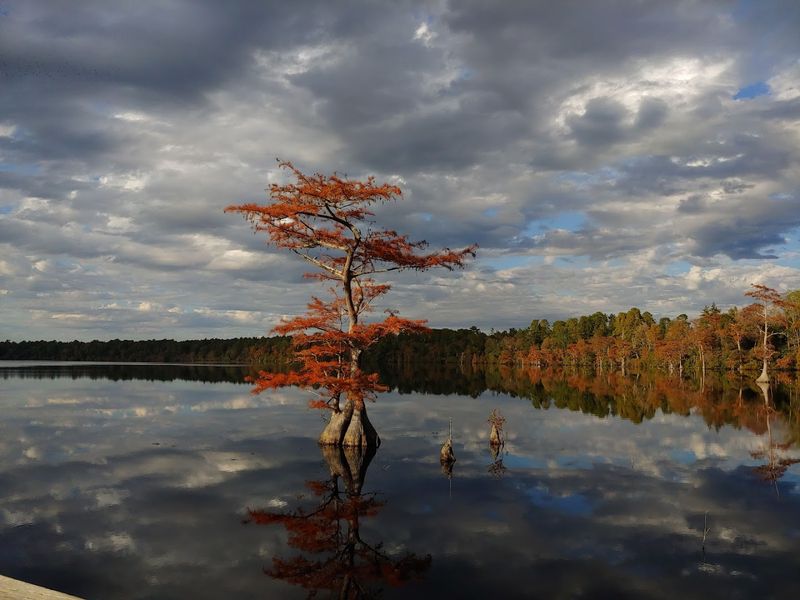 Jones Lake State Park - Elizabethtown, North Carolina